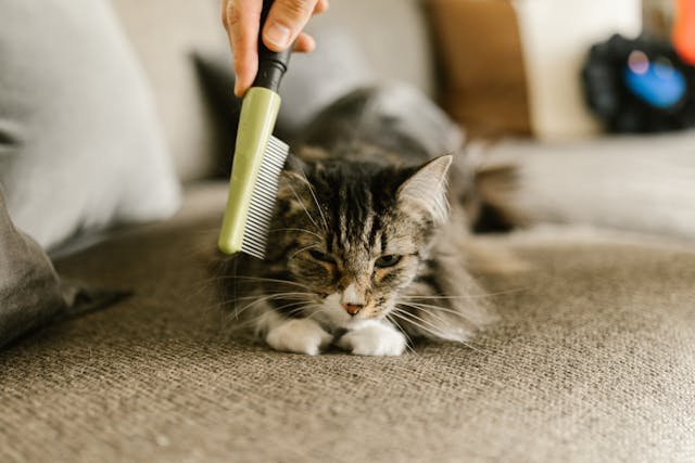 Aseo y limpieza para mascotas: Cuida su salud, protege tu hogar