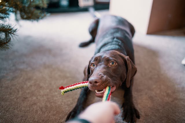 Juguetes para mascotas: más que diversión, una inversión en su bienestar físico y emocional