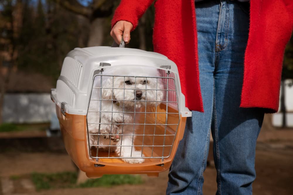 Mejores transportadoras para mascotas: comodidad, seguridad y estilo en cada trayecto